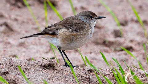 Sickle-winged Chat